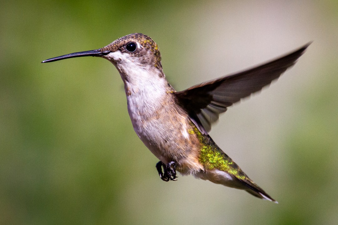 Photo Hummingbird wings